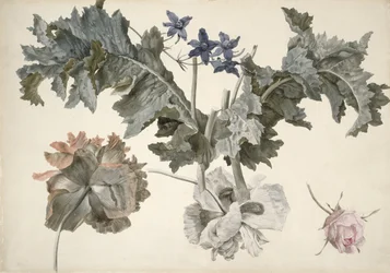 Pavots à double fleur, feuilles de pavot, delphinium et un bouton de rose